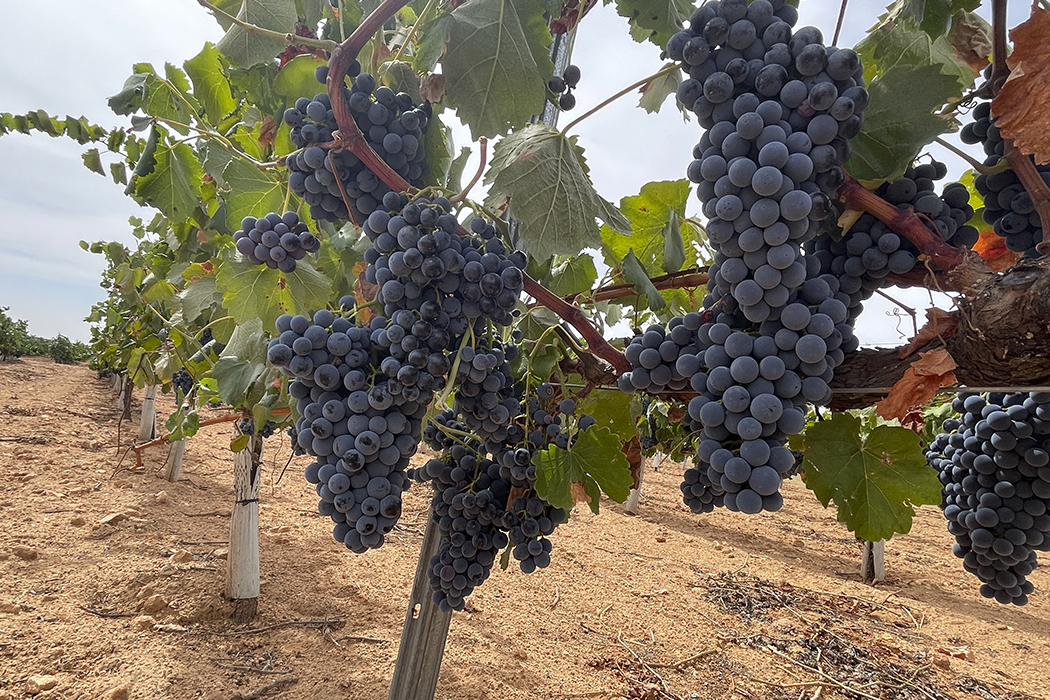 garnacha tintorera albacete