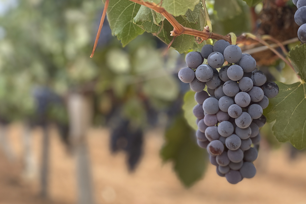 garnacha tintorera mejor vino