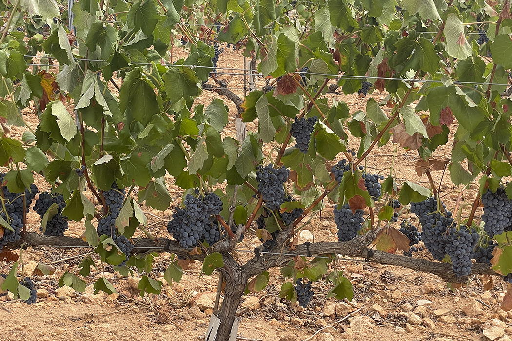 uva garnacha tintorera do almansa